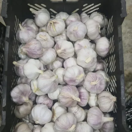سیر