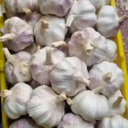 سیر